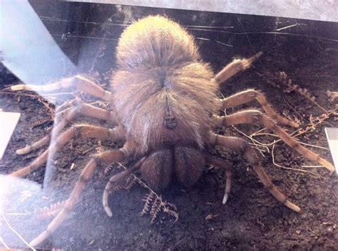 largest spider to ever exist